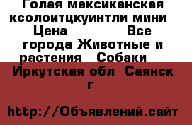Голая мексиканская ксолоитцкуинтли мини › Цена ­ 20 000 - Все города Животные и растения » Собаки   . Иркутская обл.,Саянск г.